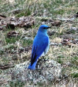 Blue Bird on Rock W-80