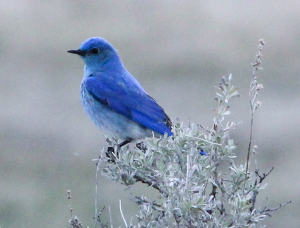 Blue Bird on Sage