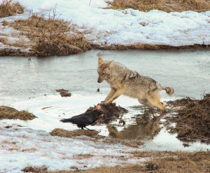 Coyote on Carcass W- 54