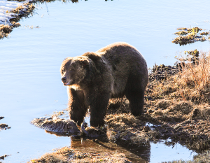 Griz at BT Ponds W-73