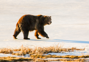 Griz on Ice W- 67