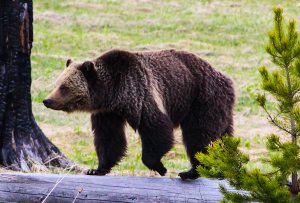 Griz walking the log W-90