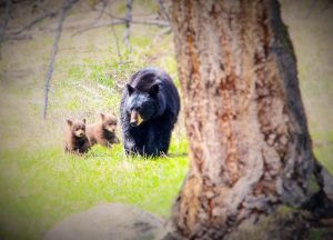 Mom & Cubs W-101