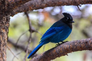 Stellar Jay YNP