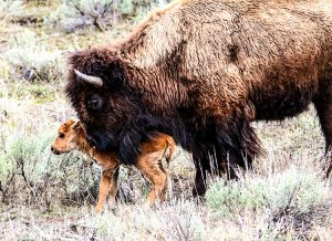 bison-and-calf-a