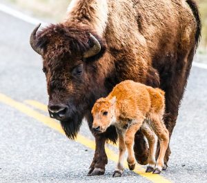 bison-and-calf-d