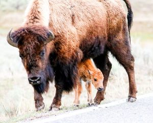 mom-and-calf-2