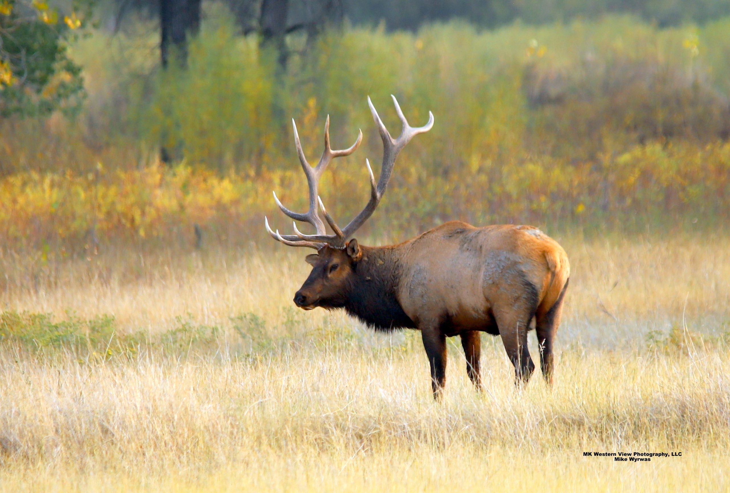 SLIPPERY ANN ELK – MK Western View Photography